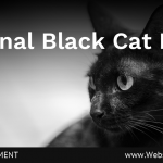 (Universal) October 27th is National Black Cat Day (1)-min