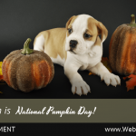 (Universal) October National Pumpkin Day (1)-min