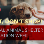 National Animal Shelter Appreciation Week